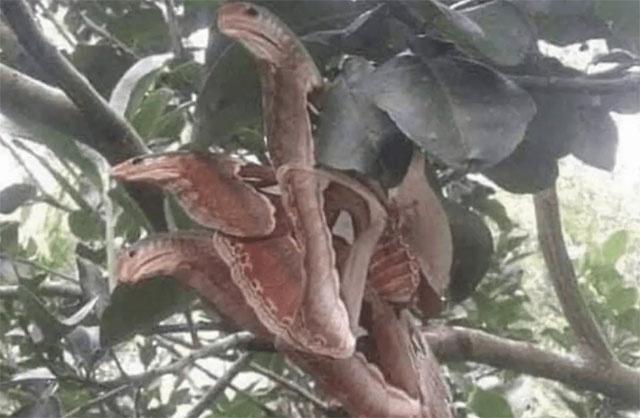 Hết hồn vì thấy 3 con rắn hổ mang đang rình rập trên cây, hóa ra đó lại là sinh vật rất hiếm có