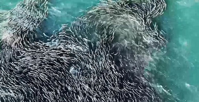 Màn khiêu vũ tuyệt đẹp của đàn cá khổng lồ trong đại dương