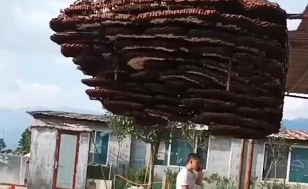 Phát hiện tổ ong 10 tầng to như cái nhà, dân làng gỡ xuống để đem đi đăng ký kỷ lục Guinness