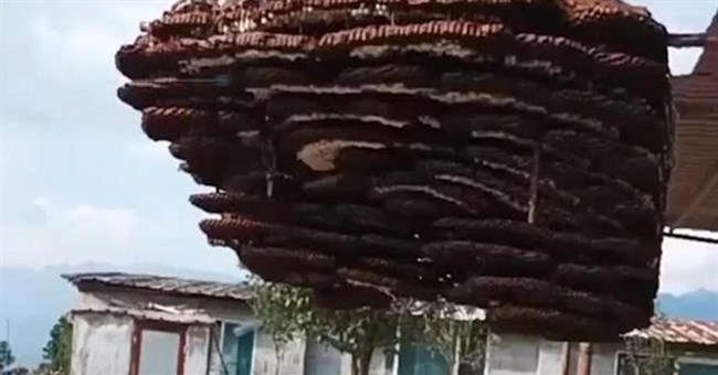 Phát hiện tổ ong 10 tầng to như cái nhà, dân làng gỡ xuống để đem đi đăng ký kỷ lục Guinness