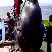 "Thủy quái" nặng 2 tấn lọt lưới ngư dân