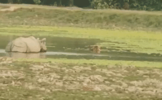 Tê giác tấn công hổ khi thấy đối thủ ở dưới nước.