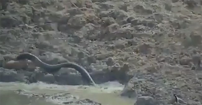 Video: "Vòi đen" khổng lồ bất ngờ vọt lên từ dưới nước, đoạt mạng linh dương trong chớp mắt