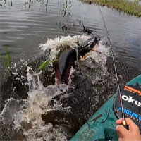 Video: Thả câu giữa vùng nước vắng, người đàn ông bất ngờ kéo lên thuyền con cá "siêu khủng" này!