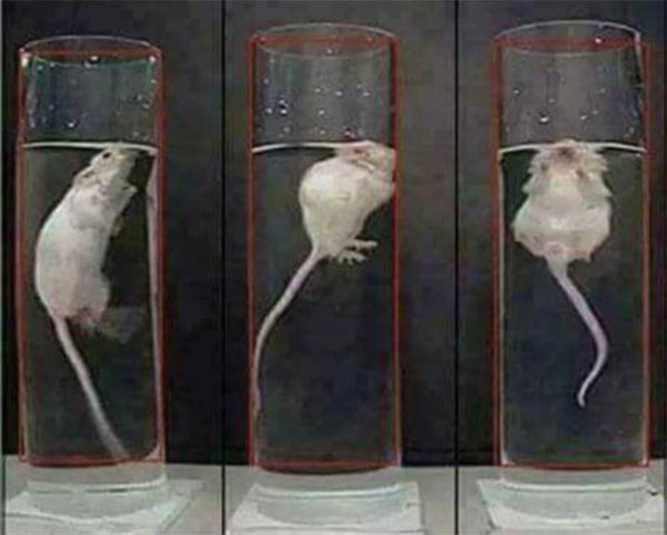 Giới hạn của những con chuột sống sót được đẩy lên cao đến kinh ngạc.