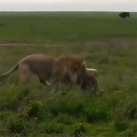 Video: Vua sư tử ra đòn tàn nhẫn hạ gục linh cẩu trong "một nốt nhạc"
