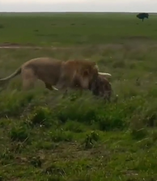 Thông thường,  sư tử là kẻ giành chiến thắng trong các cuộc chiến.