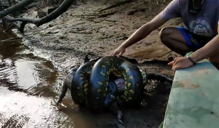 Con trăn đang cuộn chặt lấy con mồi của mình.