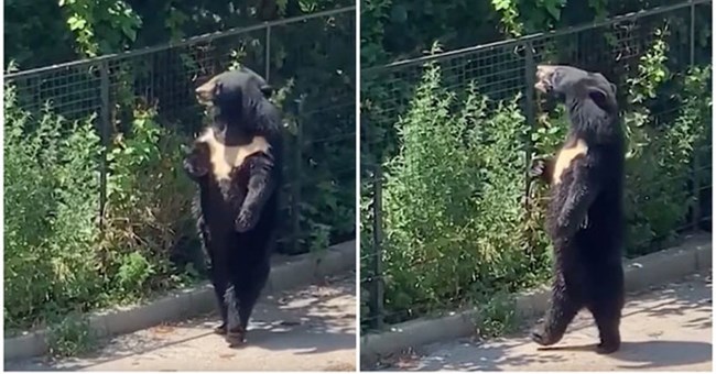 Video: Chú gấu đen hờ hững, dạo bước đi bằng 2 chân "ngắm cảnh" khiến dân mạng phát sốt