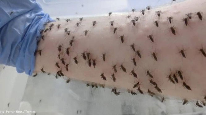 Experiment for mosquito bites.