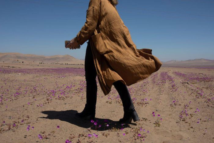 Một người phụ nữ đi bộ trên khu vực mọc hoa của sa mạc Atacama.