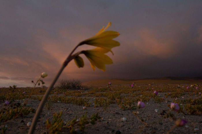 Hình ảnh hoa nở vào mùa xuân trên sa mạc khô hạn nhất trên thế giới gần Copiapo, Chile