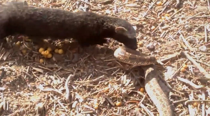 Con rắn độc đã bị đòn chí mạng khi đối thủ cắn vào đầu.