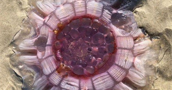 Chạm trán "đĩa bay đỏ", ông bố vội bế con chạy ngay khi thấy nó động đậy