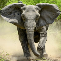 Sợ bị săn trộm, voi ở Mozambique "không dám" mọc ngà
