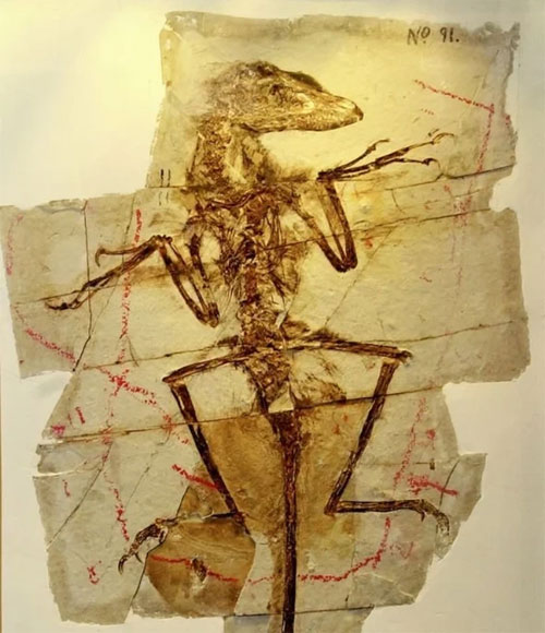 Không phải T-Rex với 