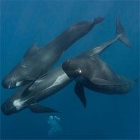 Quyền thống trị biển cả của cá voi sát thủ đang dần bị cá voi hoa tiêu thay thế?