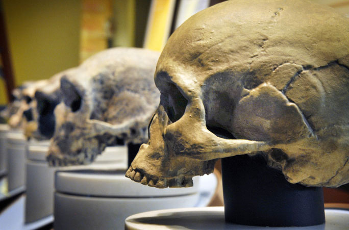 Hộp sọ của các loài người khác nhau đã tồn tại trên Trái đất từ thế Canh Tân của kỷ Tân Cận đến nay