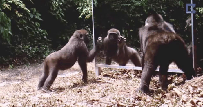 When seeing themselves in the mirror, chimpanzees take the opportunity to preen and admire themselves.