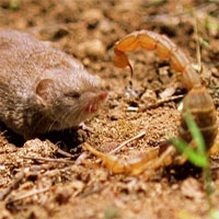 Chuột chù đối đầu bọ cạp "sát thủ" trong trận chiến sinh tử