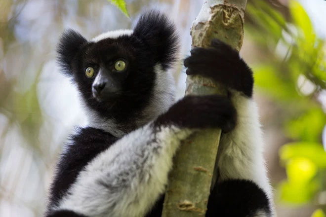 Loài vượn cáo ở quốc đảo Madagascar có thể hát We Will Rock You