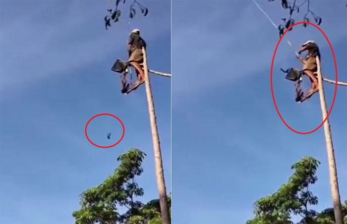 Chỉ trong vòng 2 phút đã có 2 con chim dính câu.