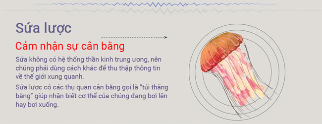 Những loài động vật có giác quan thứ 6