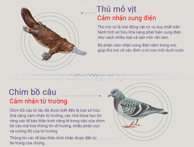 Những loài động vật có giác quan thứ 6
