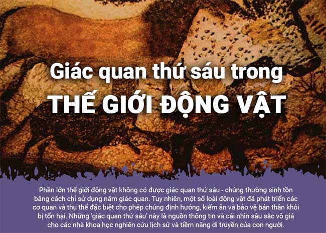 Những loài động vật có giác quan thứ 6