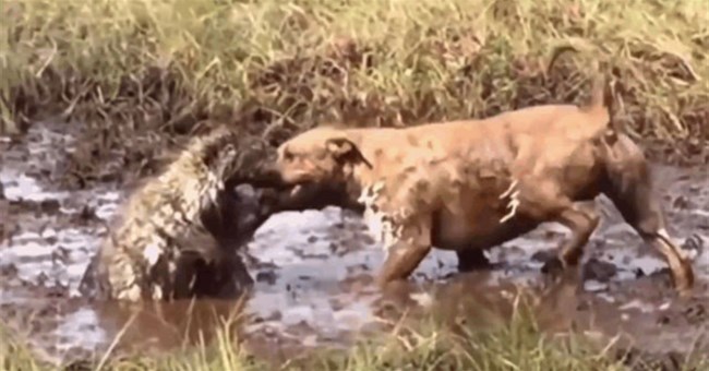 Video: Tử chiến với nhím trong vũng bùn, chó Pitbull bị gai găm đầy mặt