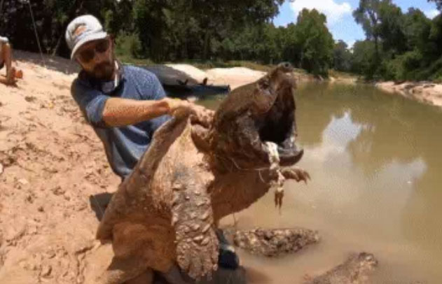 Thay vì câu được cá, người đàn ông này lại câu được quái thú rùa.
