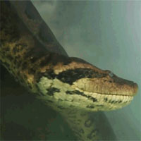 Hãi hùng cảnh thợ lặn đụng độ trăn Anaconda dài 7 mét dưới lòng sông