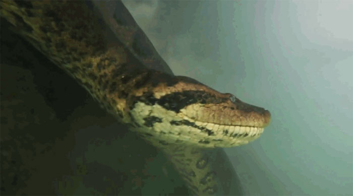 Anaconda có thể bơi với vận tốc đạt 20km/h.