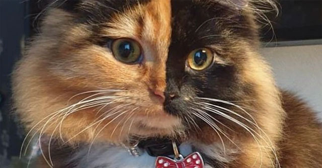 Mèo 2 màu mắt có bất kỳ vấn đề sức khỏe nào không?
