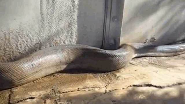 The python lunges at the cameraman.