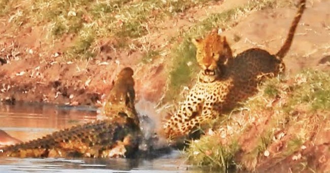 Liều lĩnh cướp miếng mồi của cá sấu, báo đốm suýt bỏ mạng