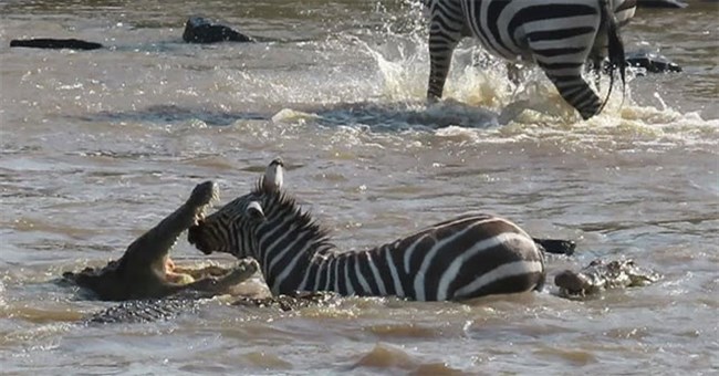 Video: Vượt sông tìm "miền đất hứa", ngựa vằn mất luôn nửa mặt bởi hung thần dưới nước