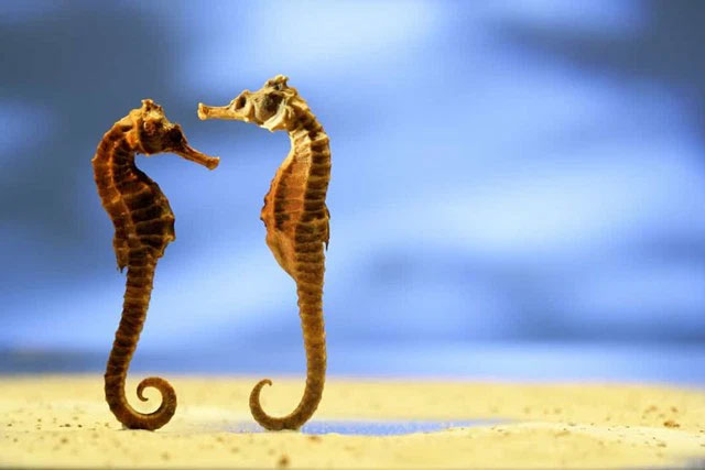 Những hành vi kỳ lạ nhất trong vương quốc động vật
