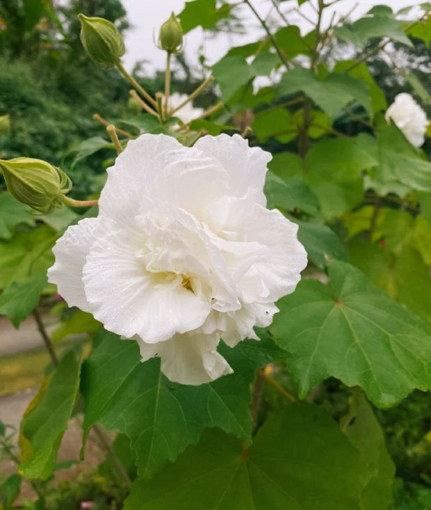 In the morning, the Hibiscus mutabilis is a pearly white