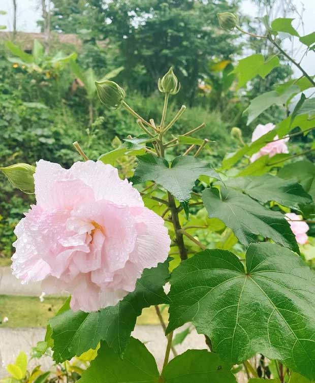 By early afternoon, the flower has turned a stunning pink