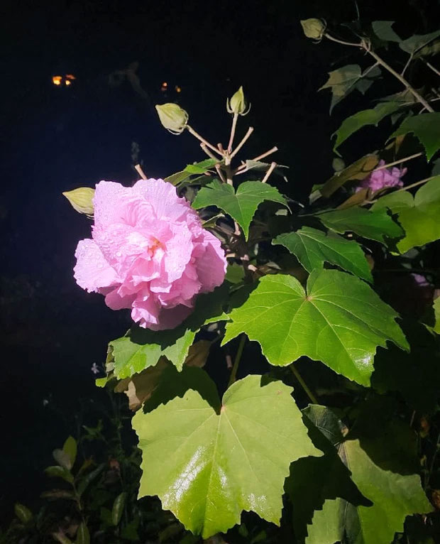 By evening, the Hibiscus mutabilis turns a deep pink or dark red (depending on the flower)