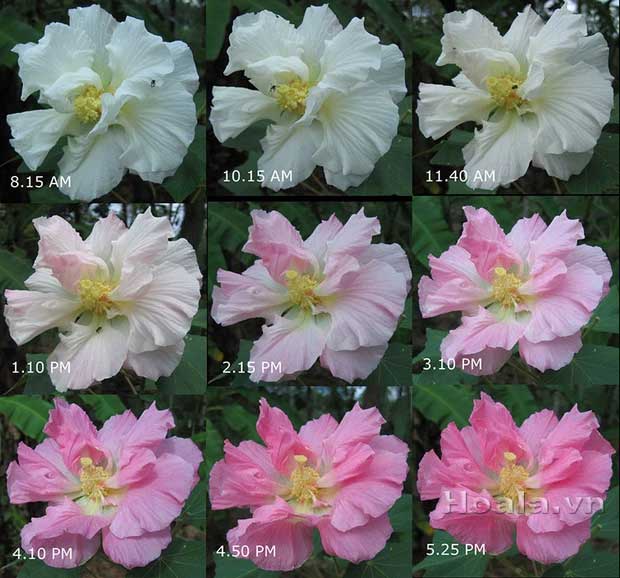 A summary photo of the color-changing cycle of the Hibiscus mutabilis. (Photo: hoala.vn)