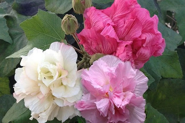 Hibiscus mutabilis - a flower that can change color within a day
