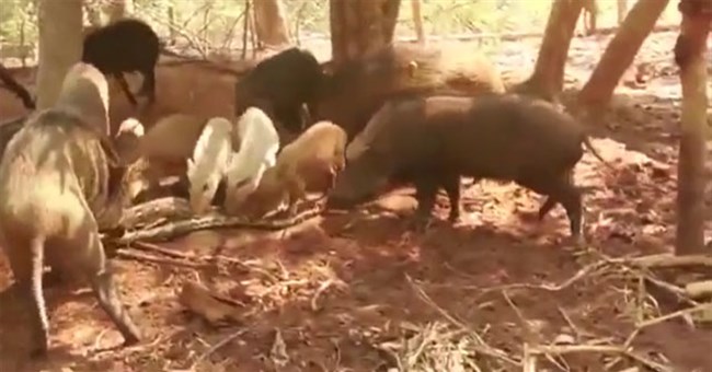 Dám ăn thịt lợn rừng con, trăn khổng lồ mất mạng vì bị trả thù