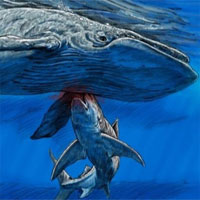 Hóa thạch mới tiết lộ, loài cá mập khổng lồ ăn thịt cá voi cổ đại