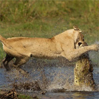 Video: Cá sấu lên bờ hạ gục cả đàn sư tử