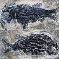 Phát hiện hóa thạch cá xương 244 triệu năm lâu đời nhất thế giới ở Trung Quốc