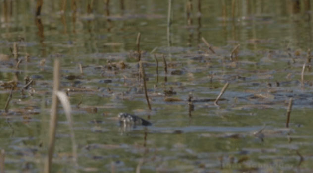 Con rắn đã vô tình đi vào lãnh địa của chim lặn.