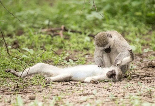 Khỉ sơ cứu, hô hấp nhân tạo để cứu đồng loại bị tai nạn và sự thật bất ngờ