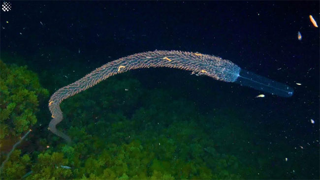 Đây là sinh vật mang tên Forskalia edwardsi thuộc họ Siphonophore đang bơi sát đáy biển